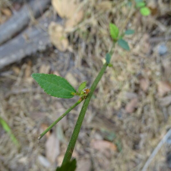 Triumfetta rhomboidea Leaf