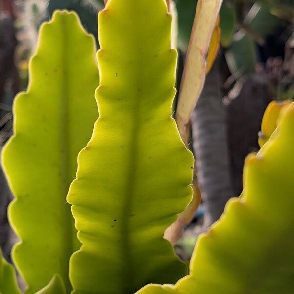 Epiphyllum phyllanthus Folio