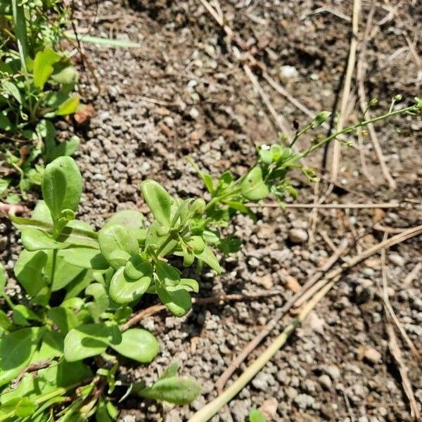 Samolus valerandi Habit