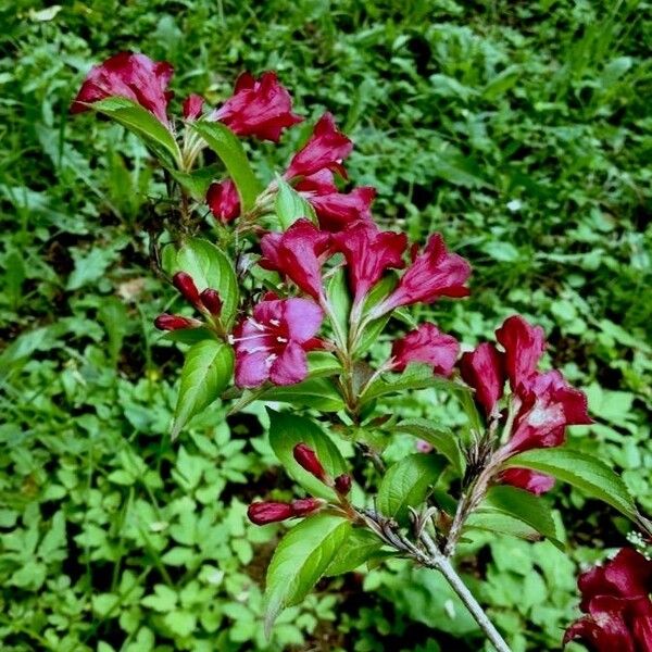 Weigela florida Kwiat