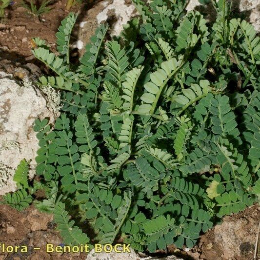 Coronilla viminalis অভ্যাস