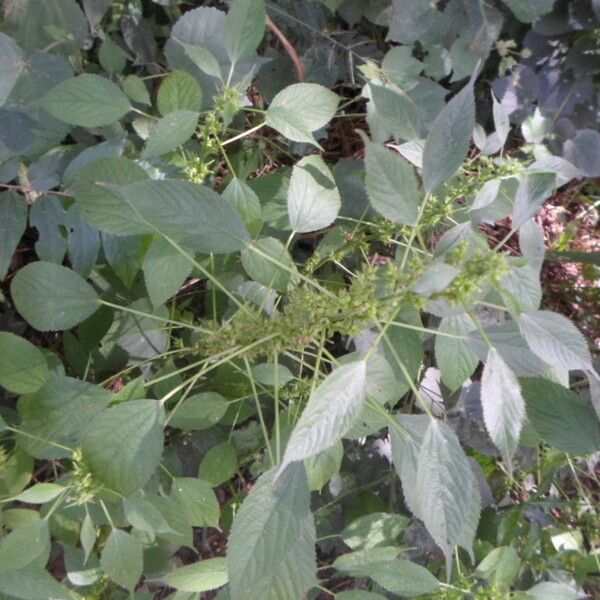 Acalypha ciliata その他の提案