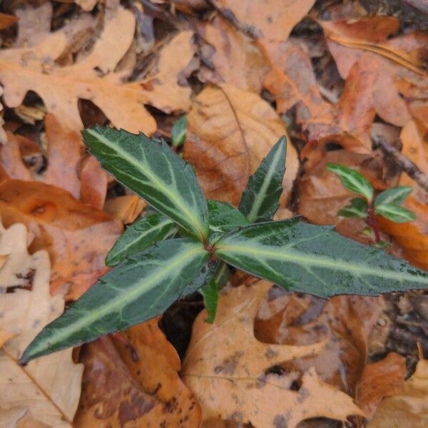 Chimaphila maculata Листок