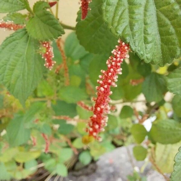 Acalypha monostachya 花