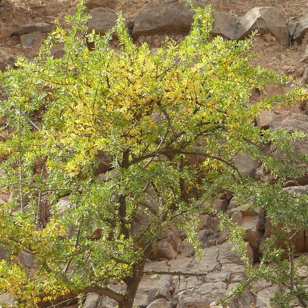 Argania spinosa Plod