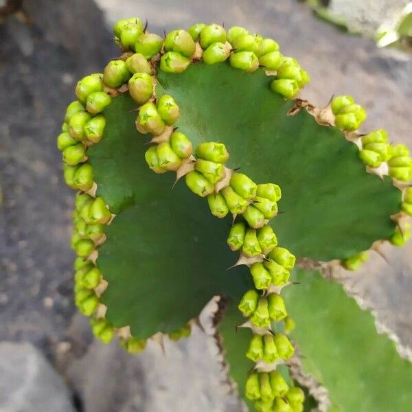 Euphorbia avasmontana Листок