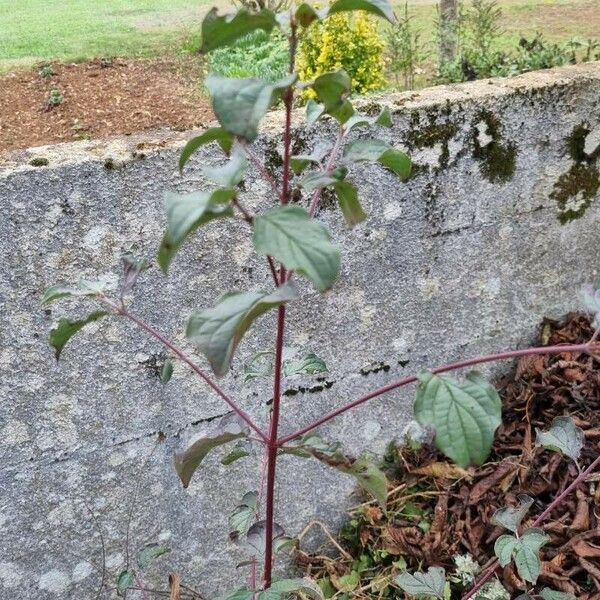 Cornus sanguinea Leaf