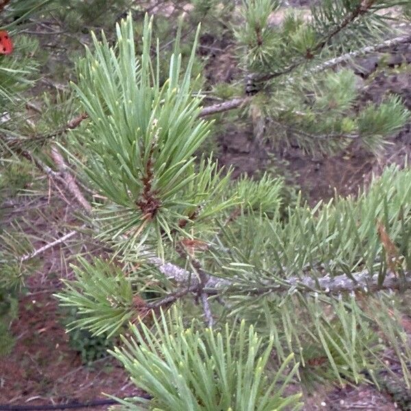 Pinus muricata Blatt