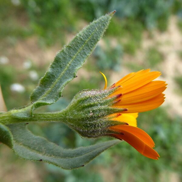 Calendula arvensis Blüte