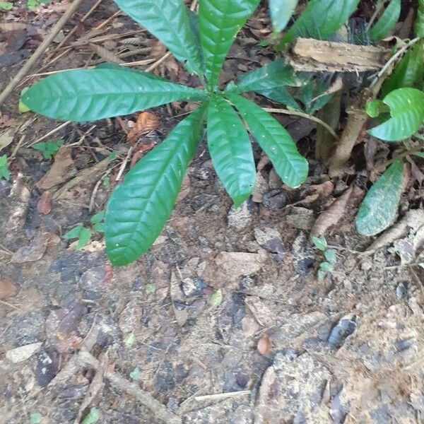 Gustavia augusta Leaf