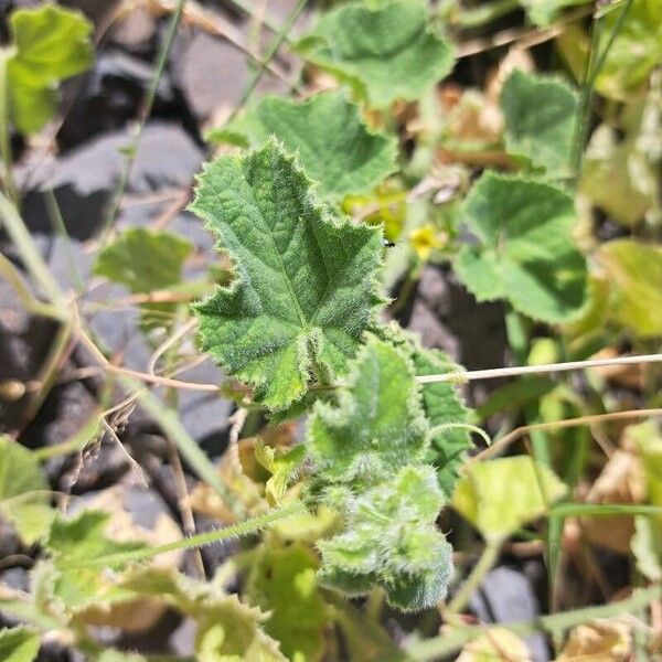 Cucumis dipsaceus Yaprak