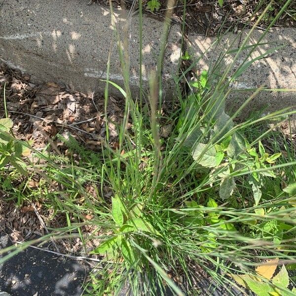 Schizachyrium scoparium Leaf