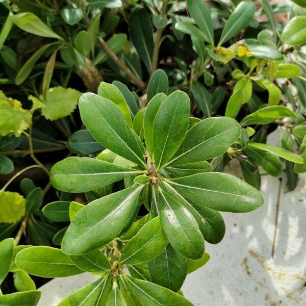 Pittosporum heterophyllum Blatt