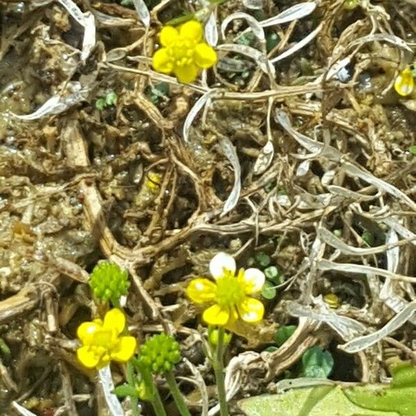 Ranunculus ophioglossifolius Blüte