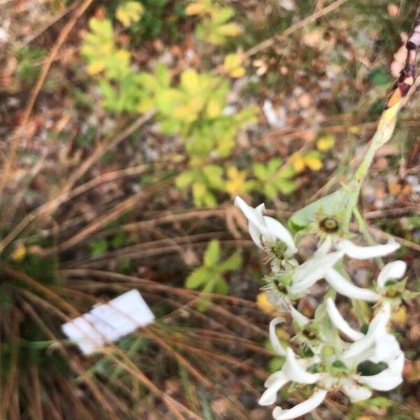 Amelanchier ovalis Flor