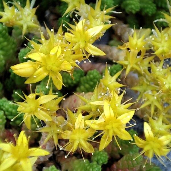 Sedum acre Flor