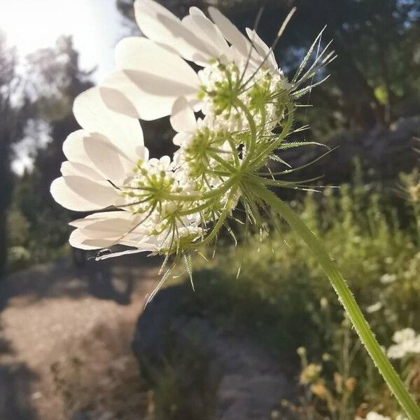 Tordylium officinale Blomst