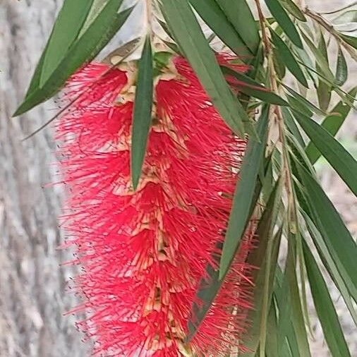 Callistemon citrinus Цветок