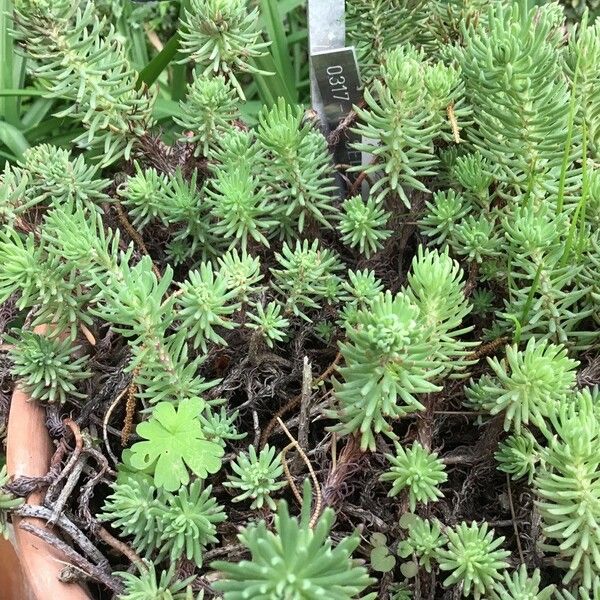 Petrosedum forsterianum برگ