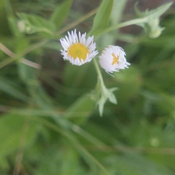 Erigeron strigosus Floare