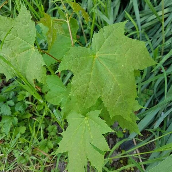 Acer platanoides Лист