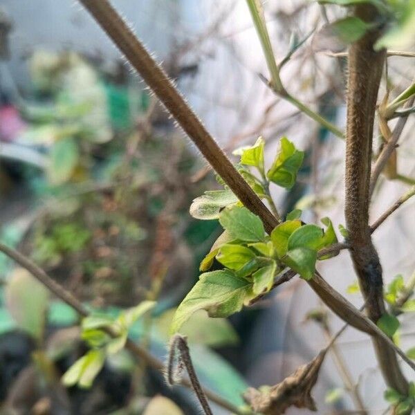 Ocimum tenuiflorum Lapas