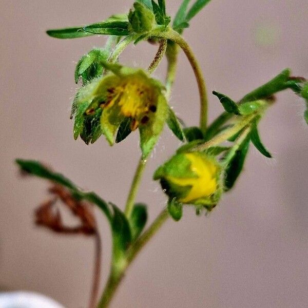 Potentilla verna फल