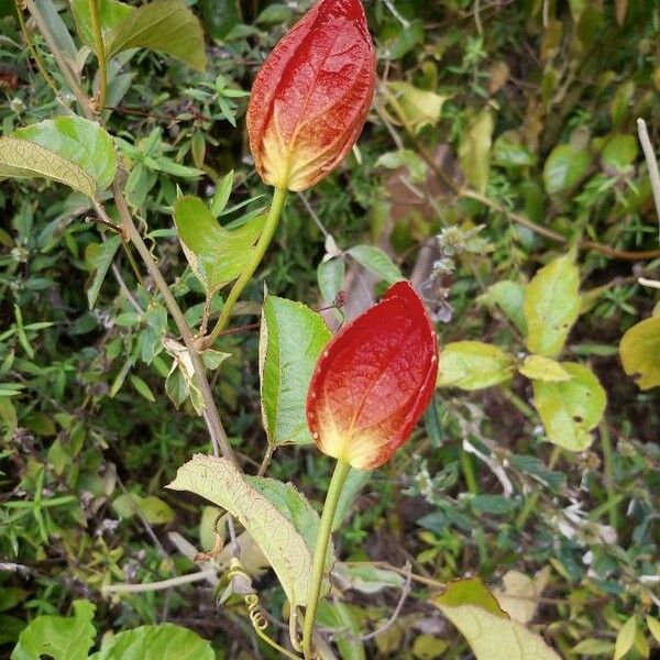 Passiflora coccinea Kvet