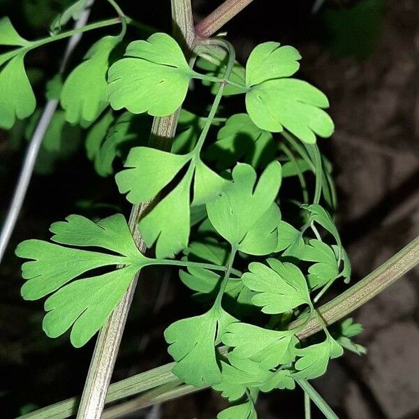 Fumaria capreolata Feuille