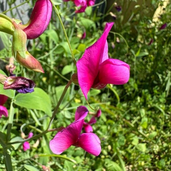 Lathyrus tingitanus फूल