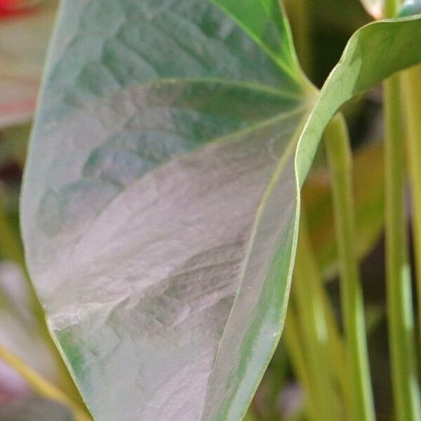 Anthurium scherzerianum Leaf