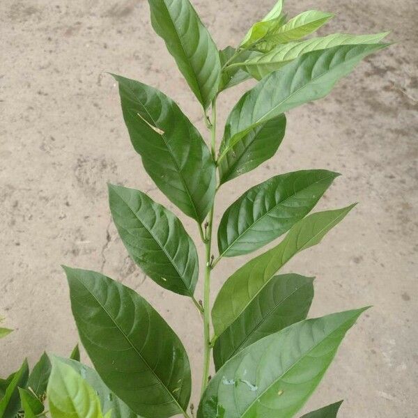 Cestrum nocturnum Leaf