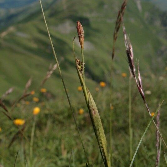 Carex vaginata Corteccia