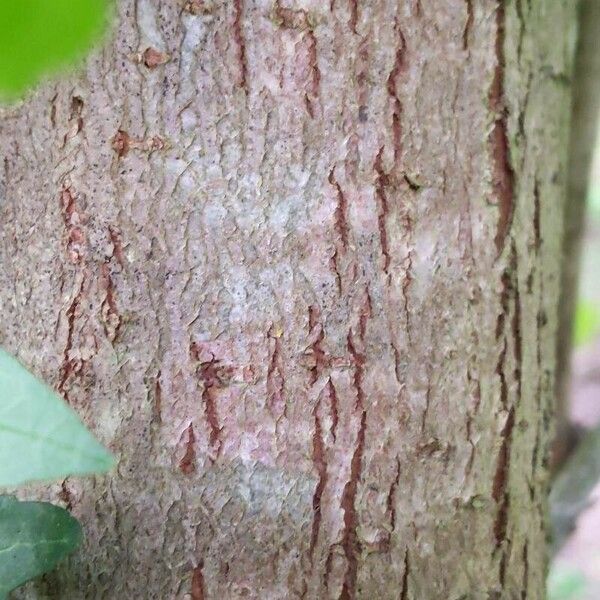 Crataegus monogyna Bark