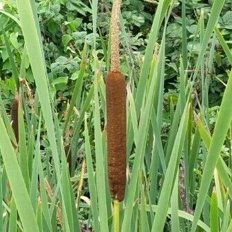 Typha × glauca Други