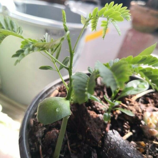 Mimosa pudica Fuelha