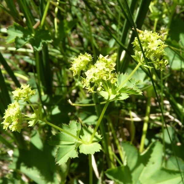 Alchemilla acutiloba Λουλούδι