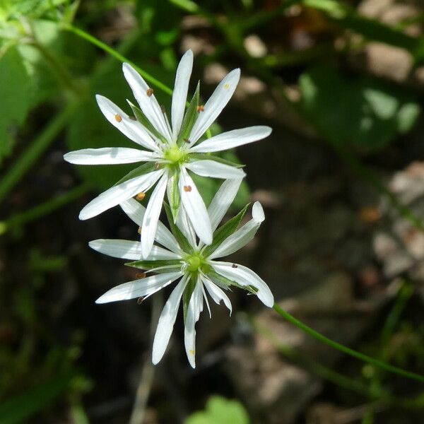 Stellaria graminea Flor