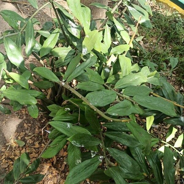 Zamioculcas zamiifolia Листок