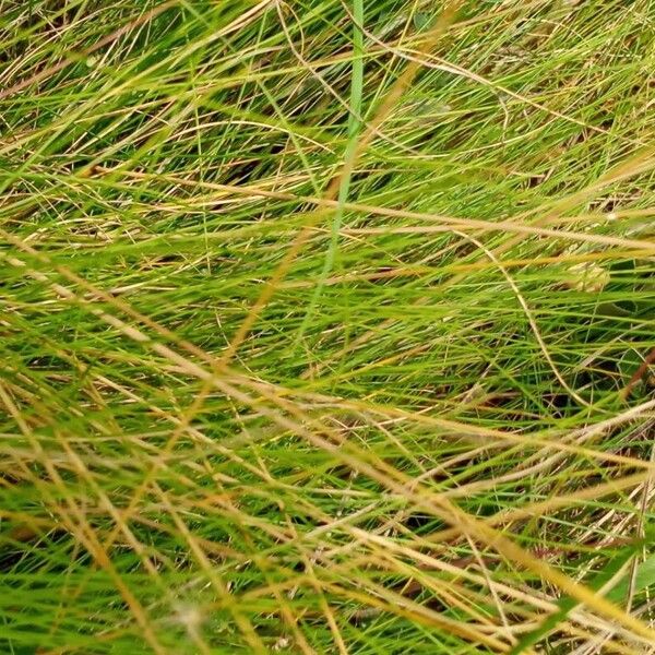 Avenella flexuosa Leaf