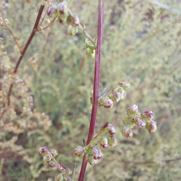 Artemisia campestris Žiedas