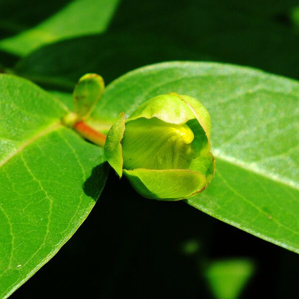 Hypericum calycinum Fiore