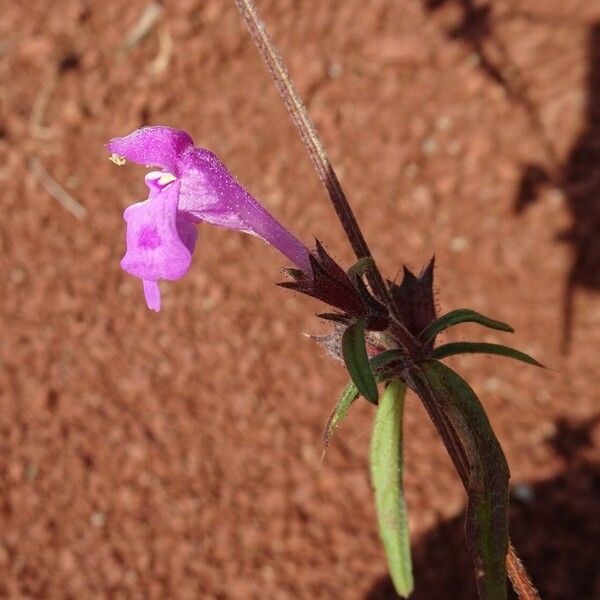 Galeopsis angustifolia 花