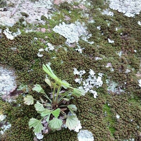 Elaphoglossum peltatum Leaf