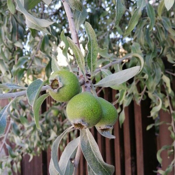 Pyrus salicifolia Fruit