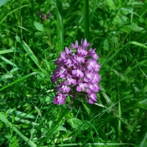 Anacamptis pyramidalis 花