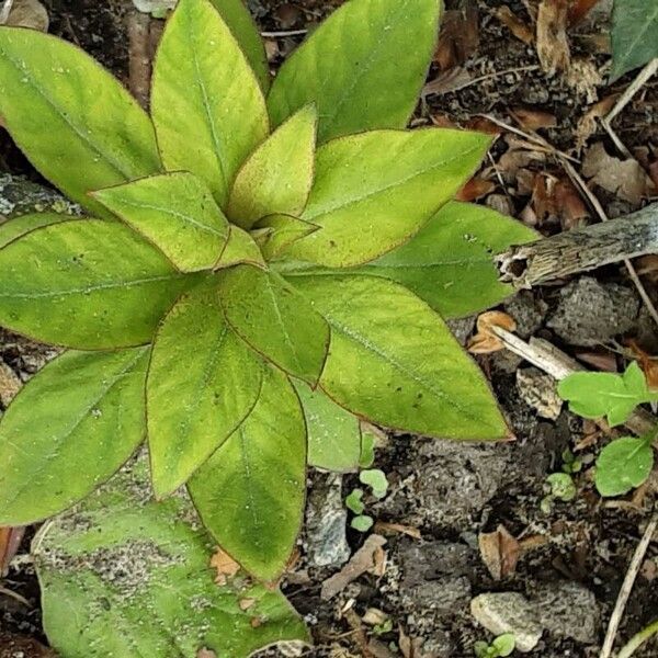 Lysimachia clethroides Plante entière