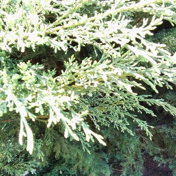 Juniperus horizontalis Лист