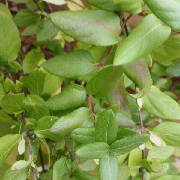 Lonicera japonica Leaf