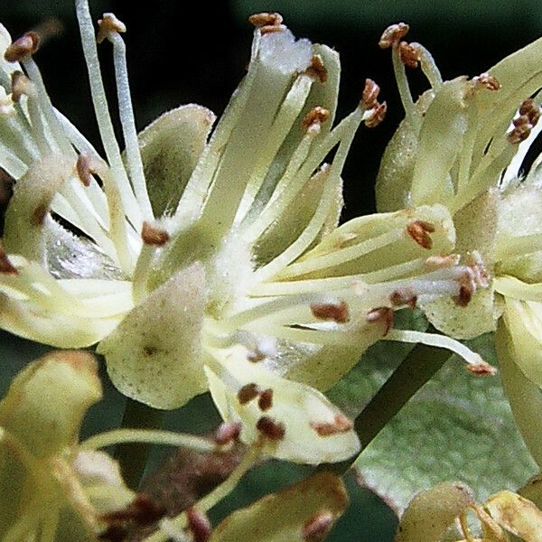 Tilia platyphyllos Flower